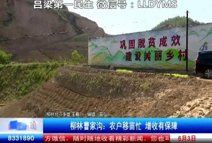 柳林县农业种植,柳林农业