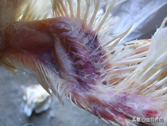 鸡痘和猴痘一样吗,养鸡葡萄球菌病怎么治疗