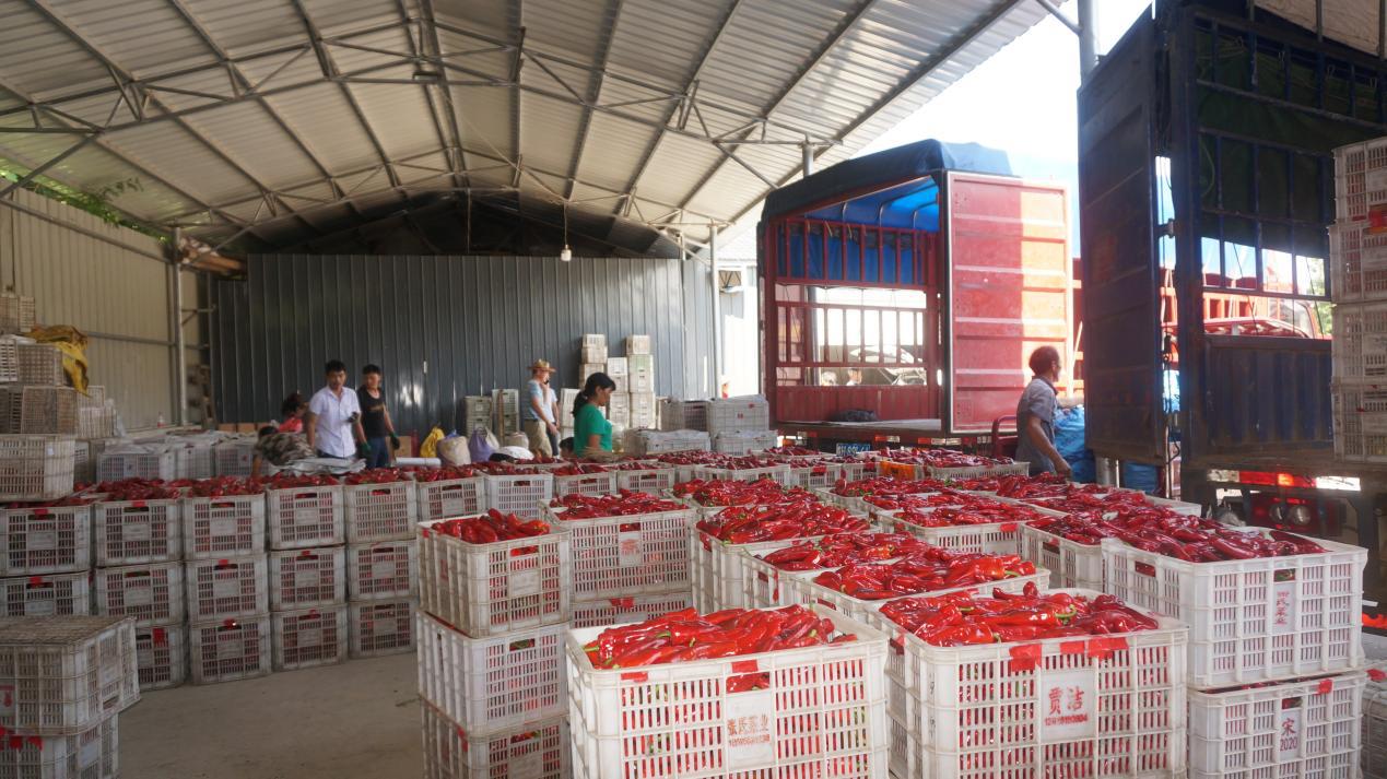 石台:民生工程谱写七井高山辣椒新篇章