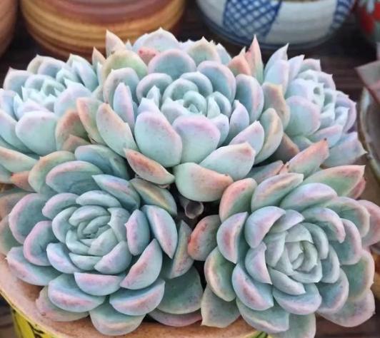 夏养多肉冰梅容易黑腐化水?盆栽往3方面下功夫,看着仙气飘飘