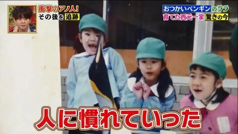 去世的小企鹅,死去的南极企鹅