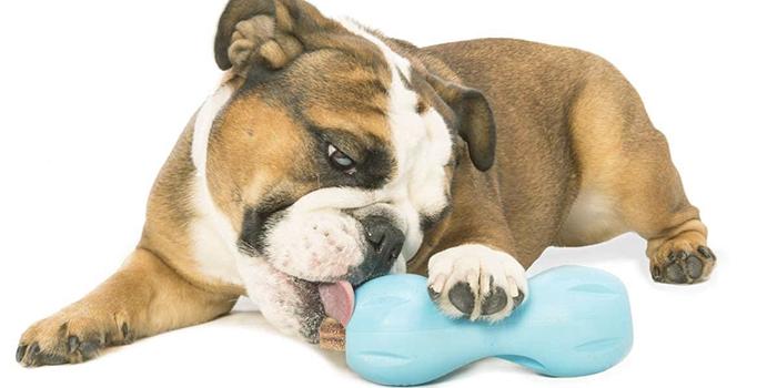 鍑忚交鐙楃嫍鍒嗙鐒﹁檻璁粌,鍙互璁╃嫍鐙楀揩涔愭垚闀跨殑鐜╁叿