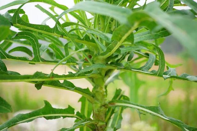 苦菜养胃护胃,苦菜虽苦但开花是香的