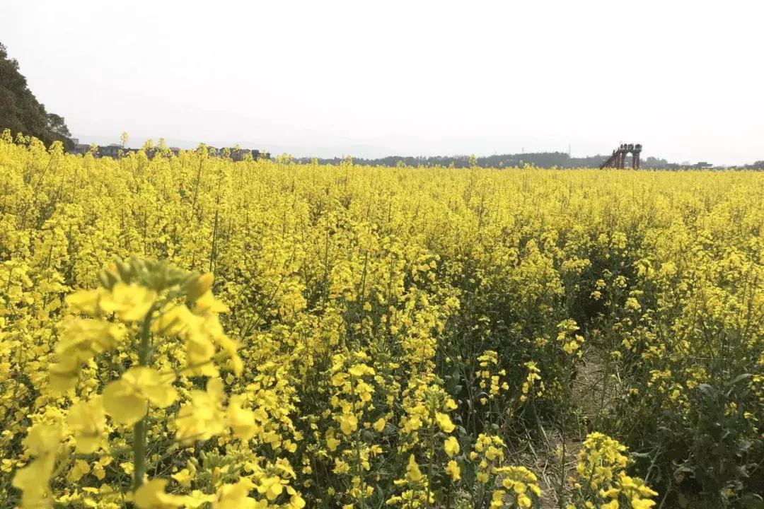 别再说安义没什么玩的了,有这一篇就够了!