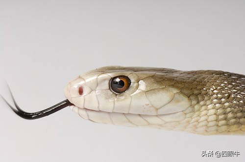 狂野澳洲的致命毒蛇—太攀蛇