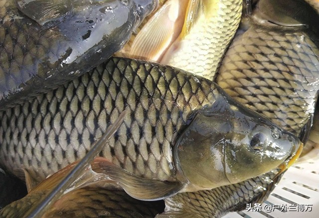 钓鱼用的颗粒怎么拌,钓鱼颗粒混合使用