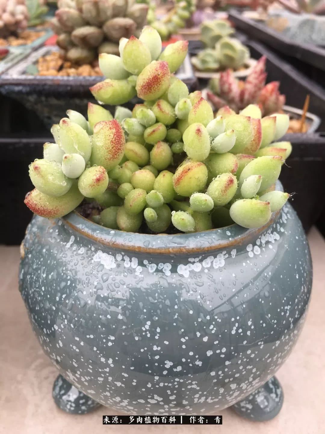 入坑多肉无法自拔,沉迷多肉无法自拔