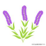 成人看图学英语之各种类型的花