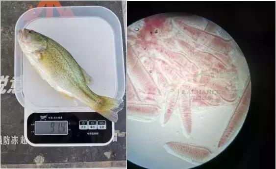 加州鲈细菌性肠炎治疗难度大,如何做到绿色、用药、安全防控?