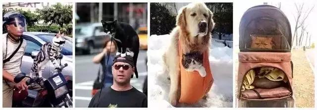 带猫这样玩才过瘾!史上最全遛猫攻略越看越爽