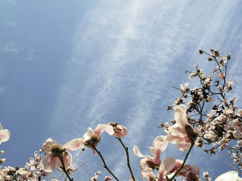 描写春天景色的古诗有哪些,描写春天景色的古诗8首带释义