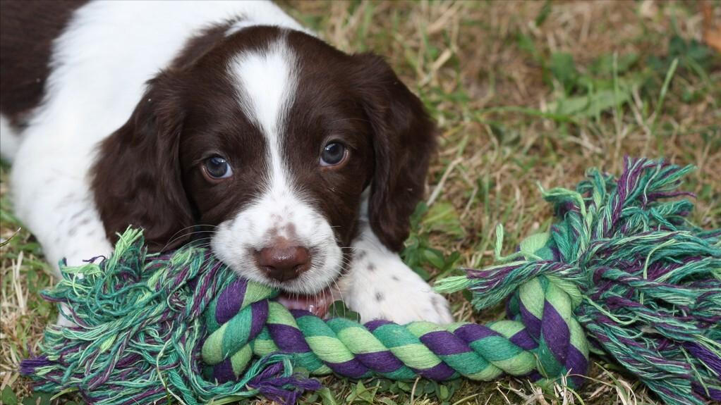 细小病毒什么症状怎么治疗,犬细小病毒症状排黄色粘液