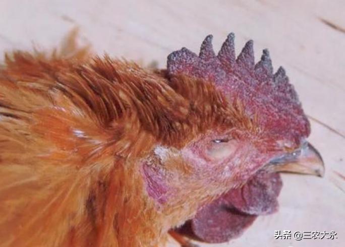 鸡冠发紫发黑是什么病怎么治疗,鸡冠发紫脸白怎么回事