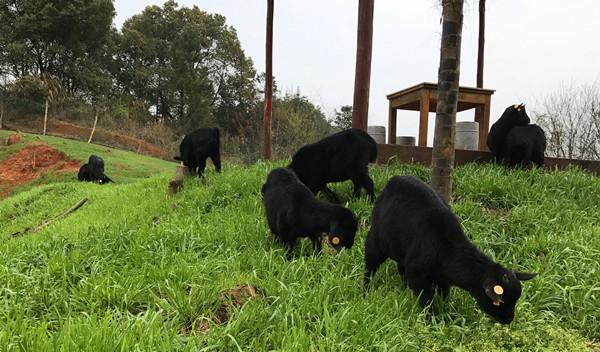 黑山羊养殖技术视频光盘购买,努比亚黑山羊养殖视频