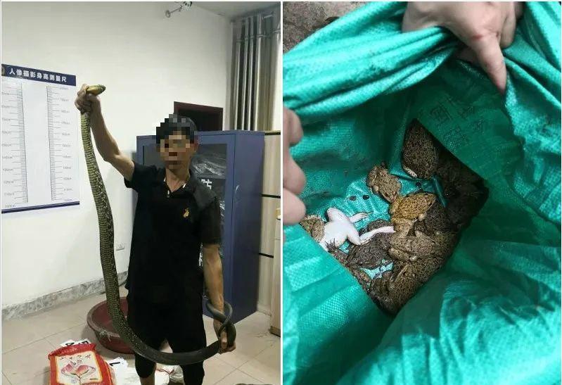 3年杀1.2万只“黄大仙”，被罚960万，其实农民这几种行为也违法