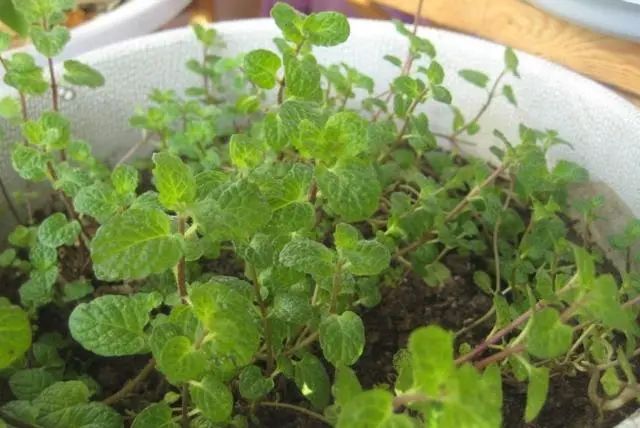 薄荷剪掉插土里放阳光下吗,夏天用不用给薄荷剪枝