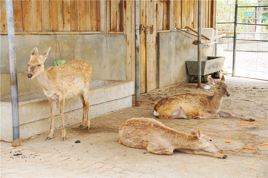 我和宿州有个约会，一场花事，一次慢旅行，探寻最烟火的宿州味道