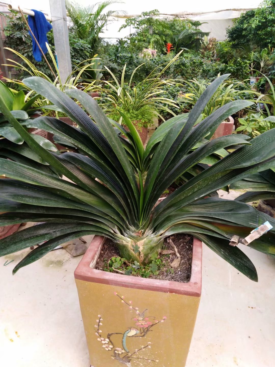 君子兰花期又出了侧芽怎么养护,君子兰花期已过再怎么养护