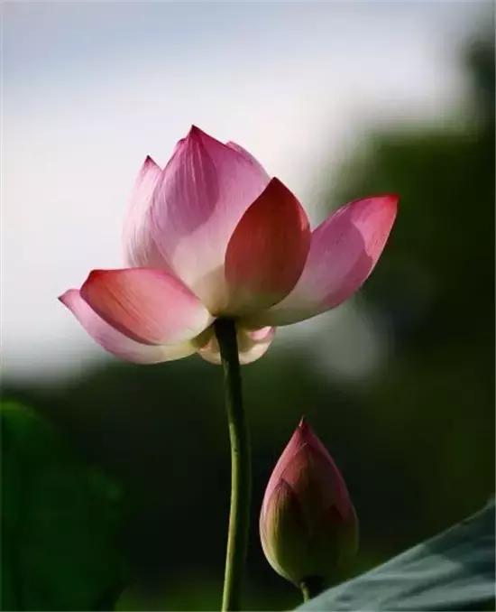 公文标题是指什么,公文标题的构成要素