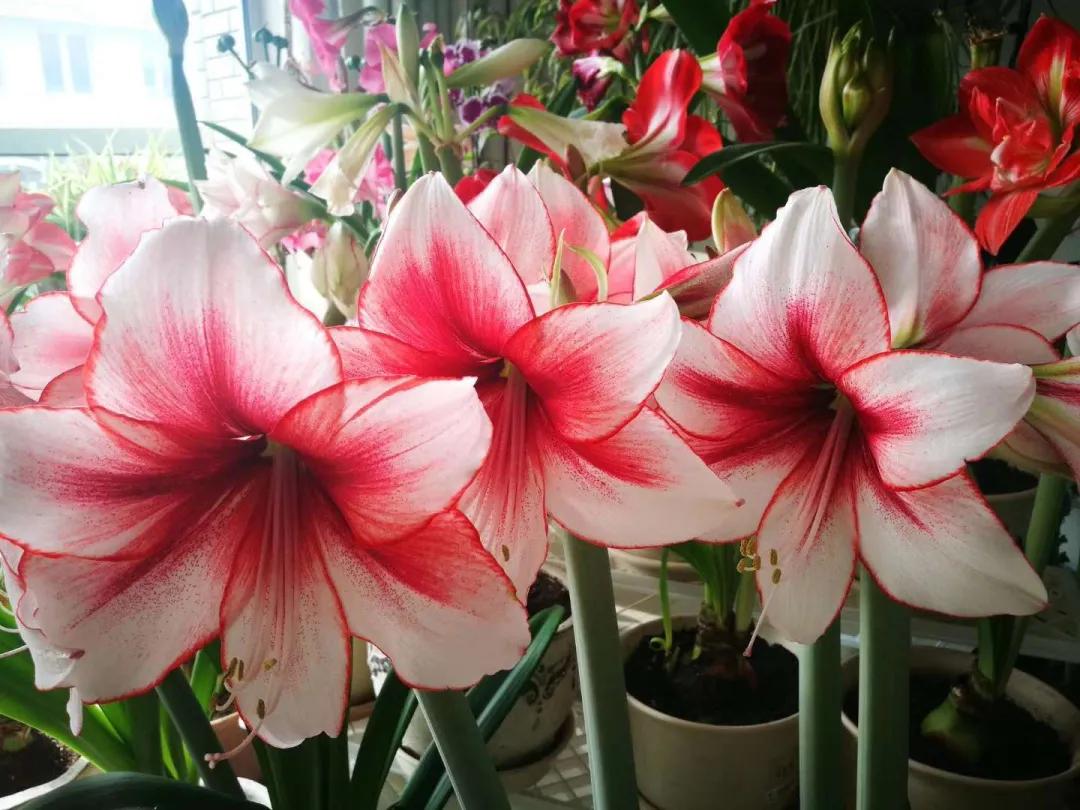 东北花园四季开花植物,北方一年四季都开花的花园