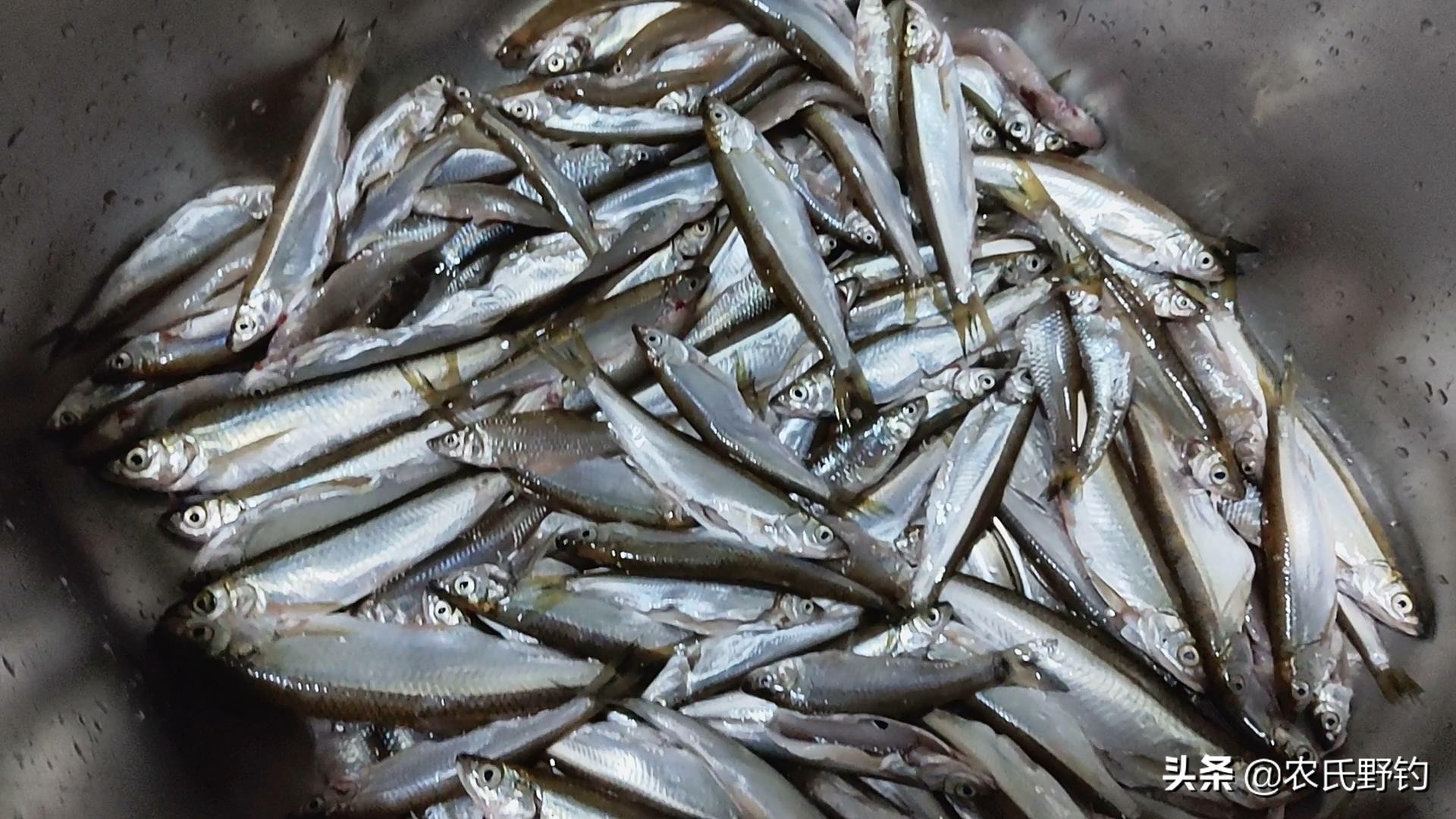 手竿钓白条最快的方法看一遍就会,急流手竿钓白条最正确的方法视频