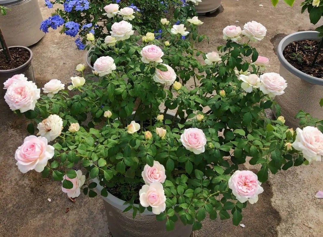 100种月季经典品种,100种经典月季品种