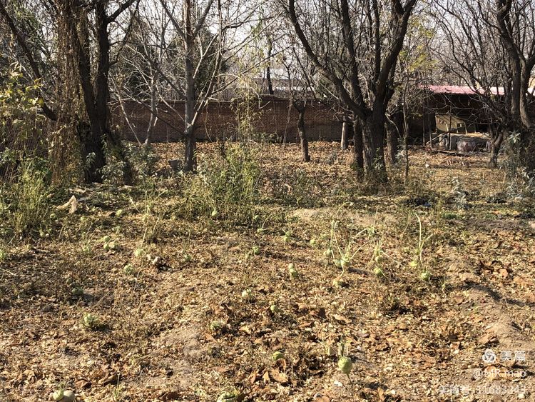 乡愁就是一抹淡淡的愁,乡愁是一种说不出来的愁