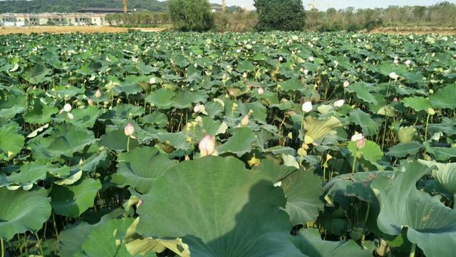 武汉后官湖湿地公园门票,武汉后官湖湿地公园线路图