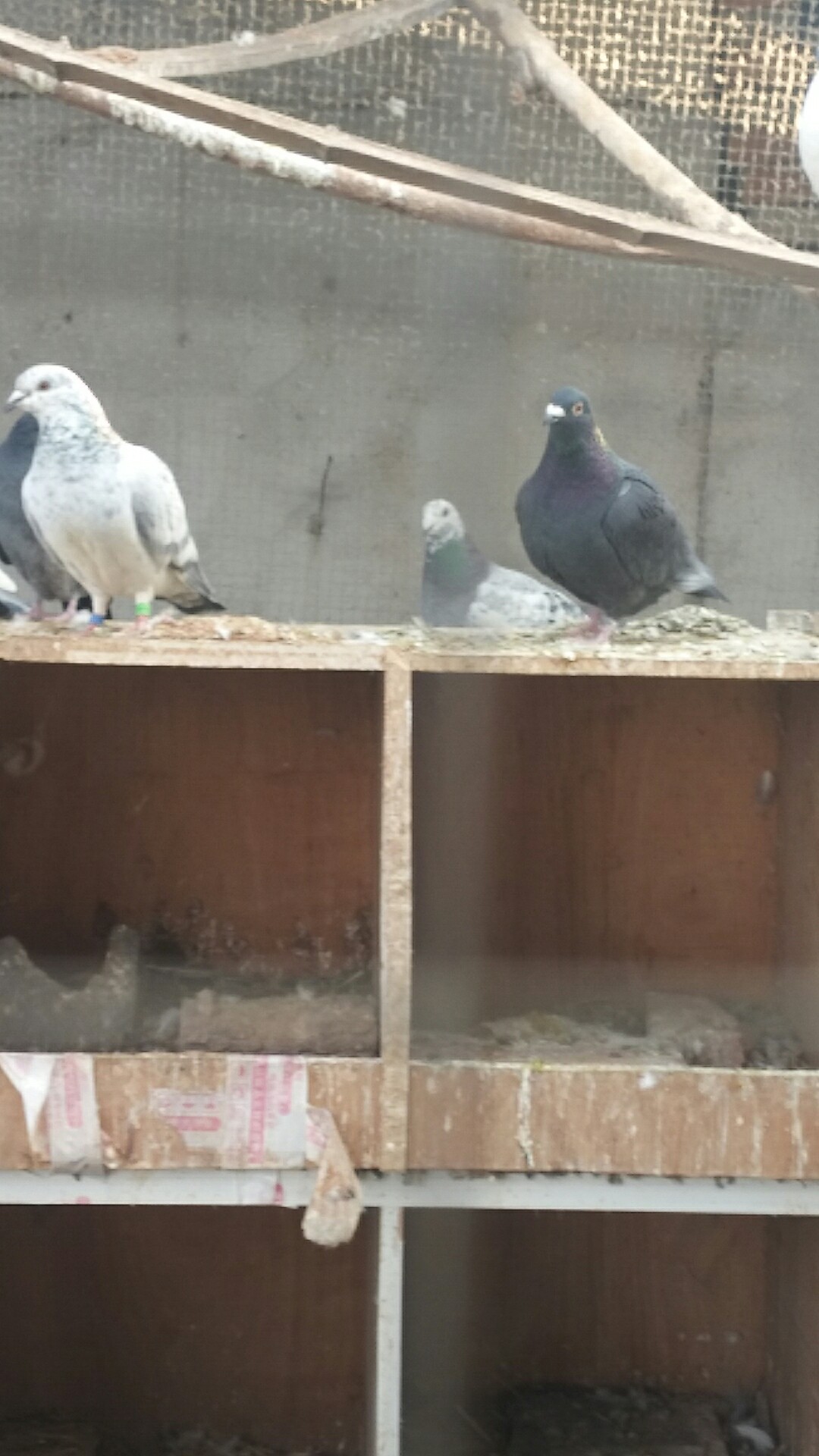 鸽子到底怎么养,养鸽子搭棚技巧