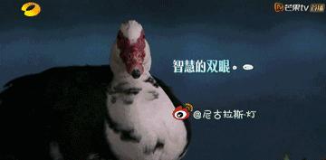 向往的生活锅碗瓢盆分别被谁养,向往的生活锅碗瓢盆4只狗