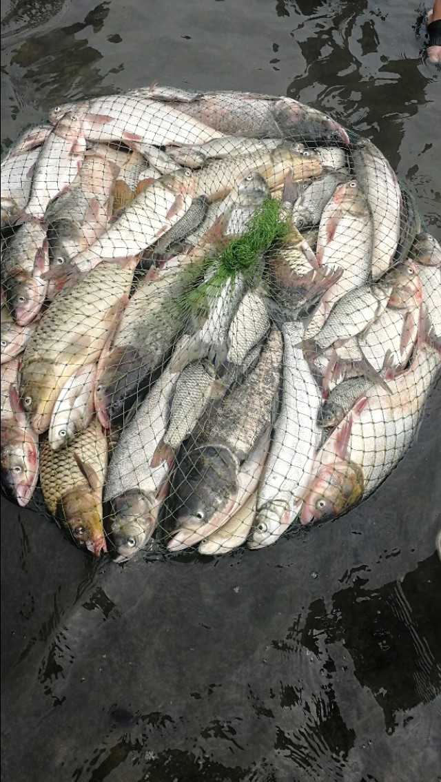 走水太急不用漂是什么钓法,走水太快定不住漂怎么办