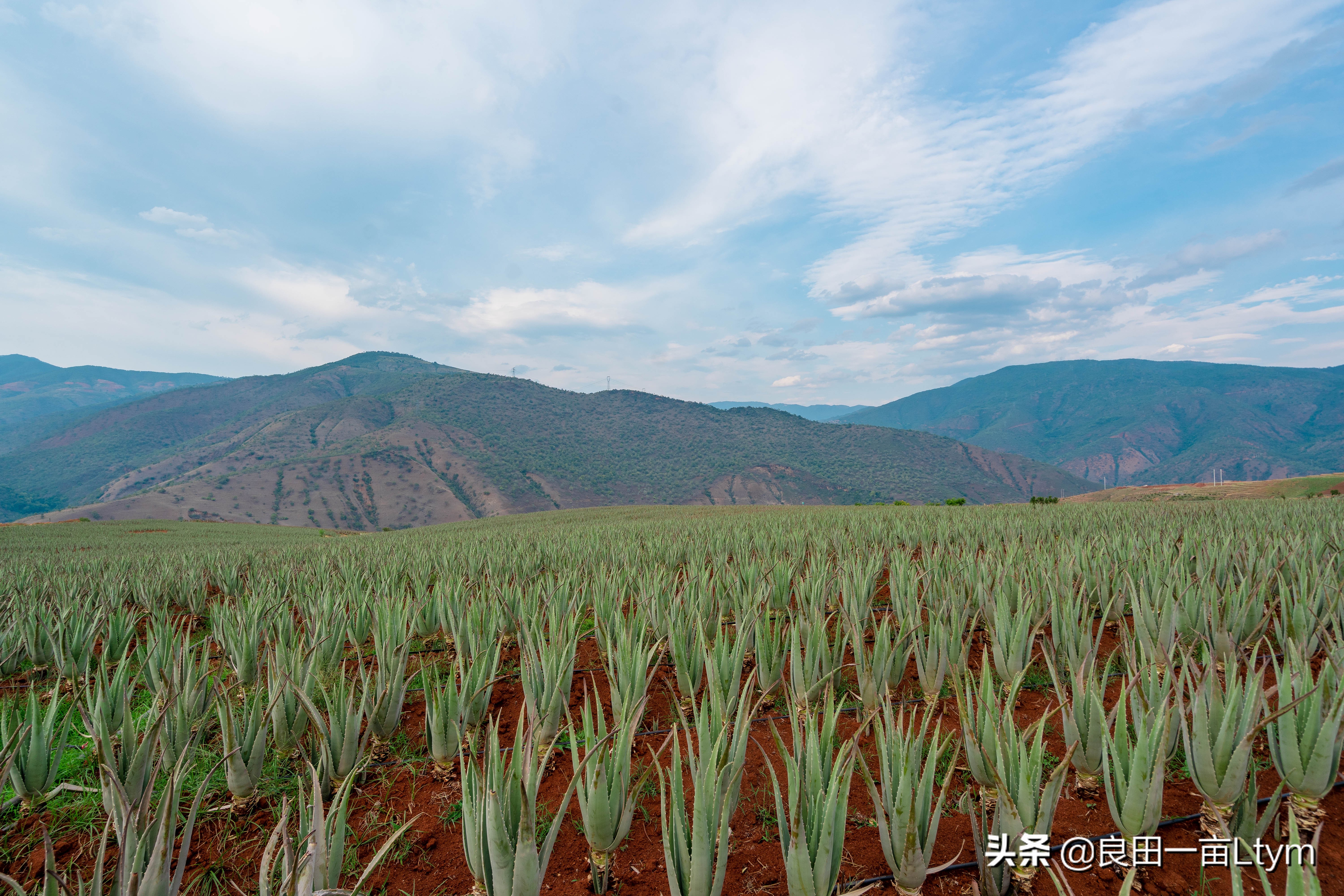 “活着的芦荟护肤品”，你来云南元江看一次芦荟海就够了