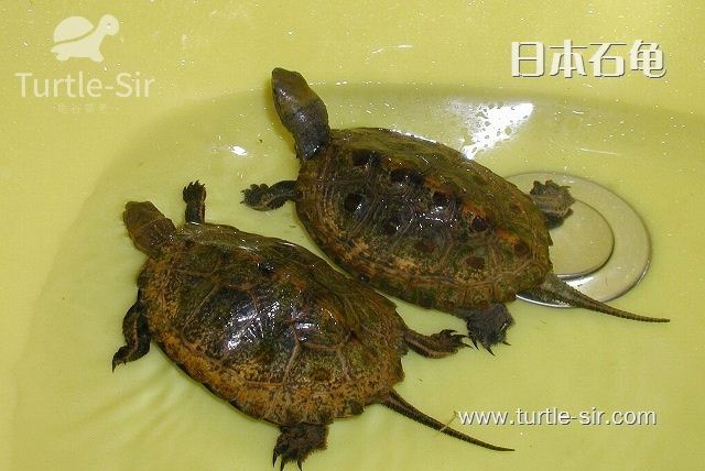 探索岛国灵性宠物——日本石龟「龟谷鳖老」