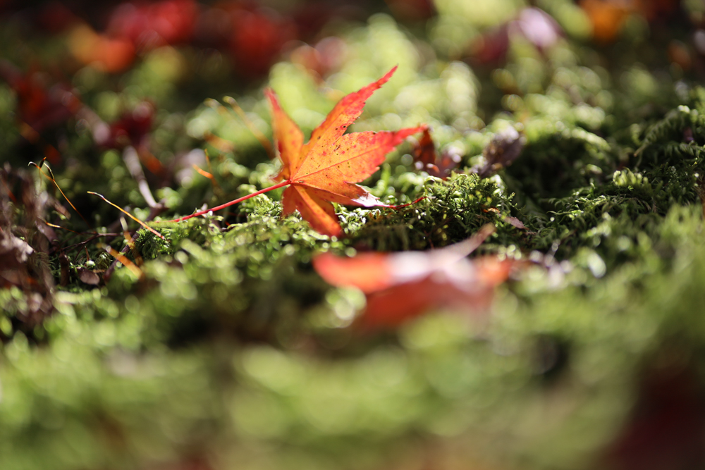 佳能50mmf1.2测评,ef50mmf1.2值得入手吗