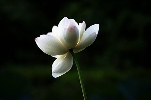 怎样卡直播广场,怎么卡直播间流量