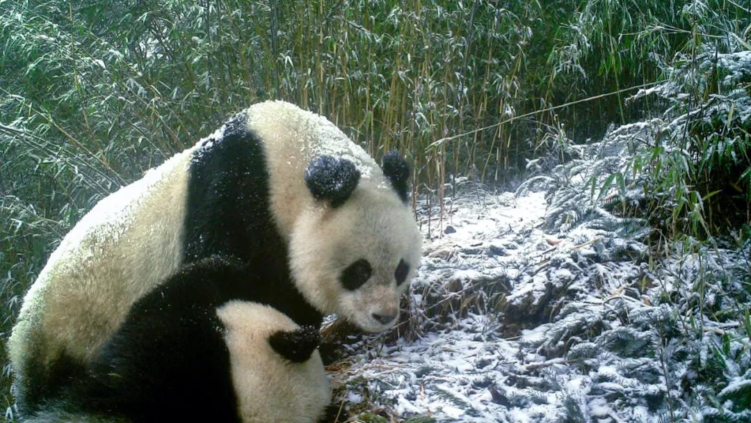 甘肃陇南属于西北吗,陇南是不是甘肃的好地方