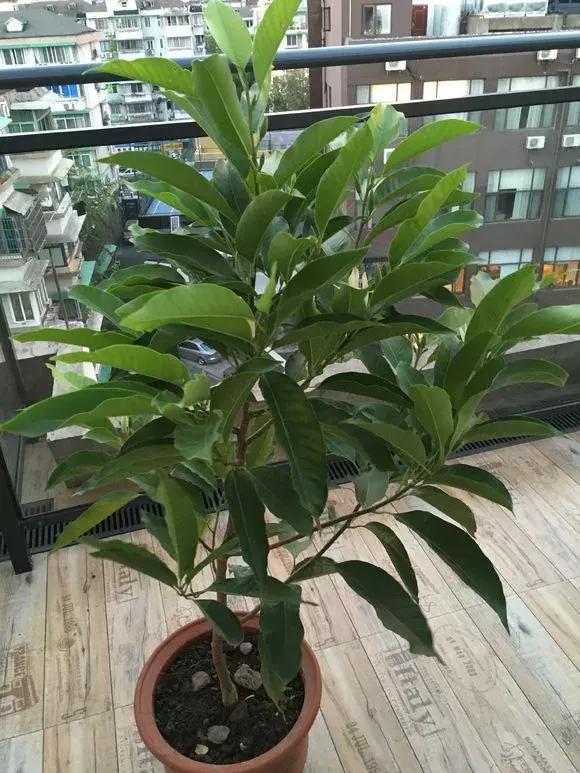 净化空气的十种花,家里养这4种花清新怡人