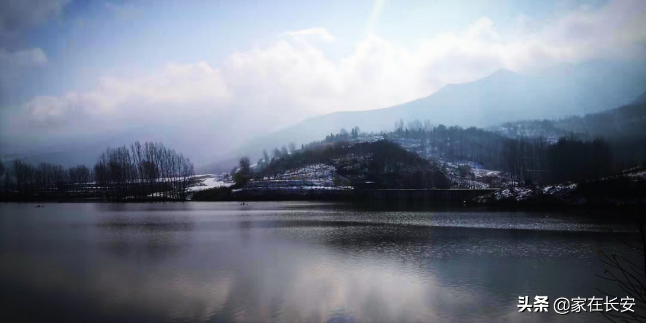 白雪柿子,秦岭草甸高山野菊花