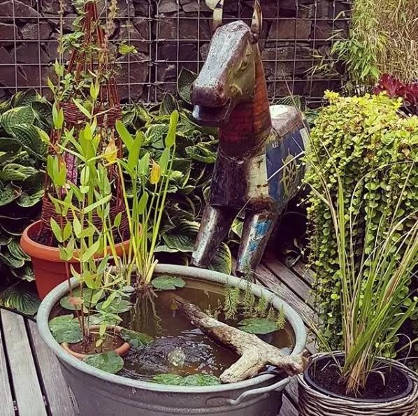 废桶旧盆里添水种花，10分钟成水景，细水长流富贵一生