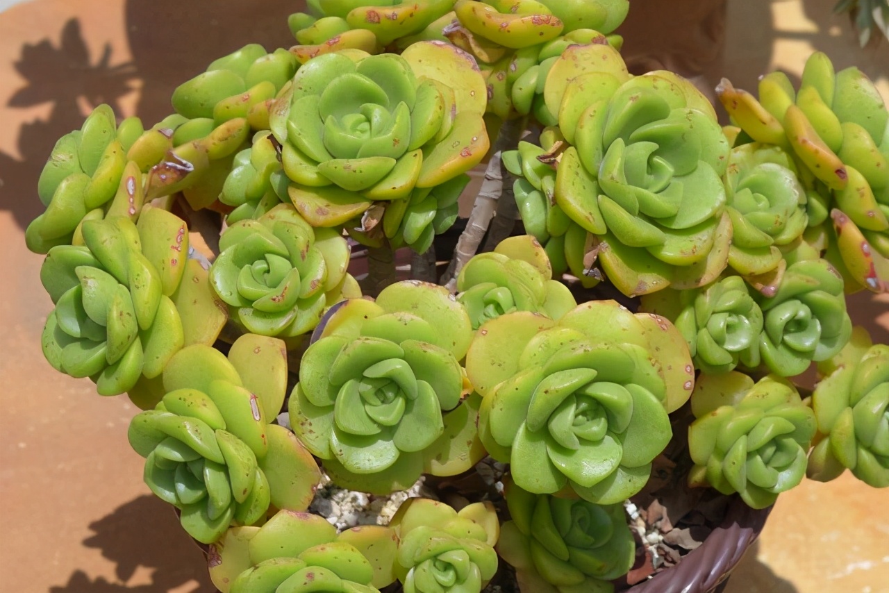 多肉叶片的灰尘怎样处理,怎么清理多肉灰尘视频讲解