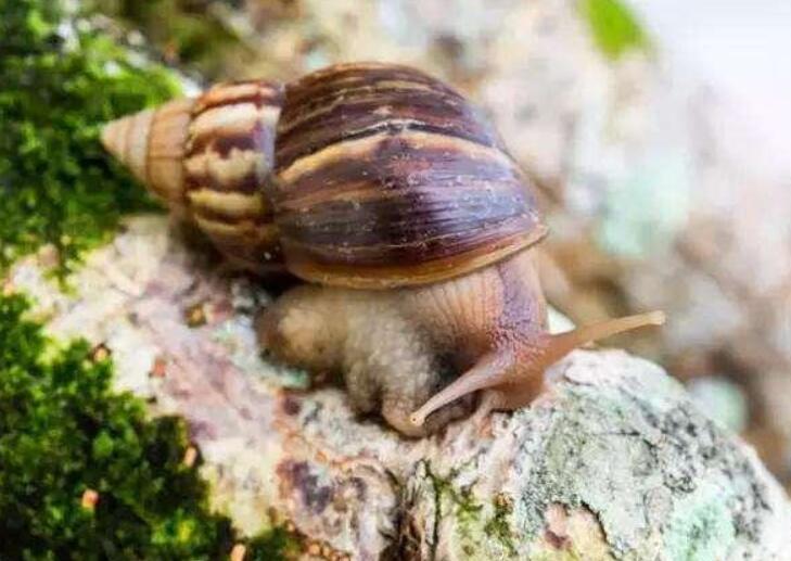 蜗牛为什么这么受欢迎呢,兔子和蜗牛的区别是什么