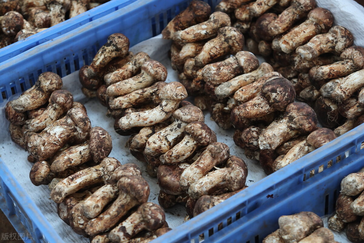 被称为菌中之冠的菌类是松茸,被誉为菌中之王的菌种叫什么名字