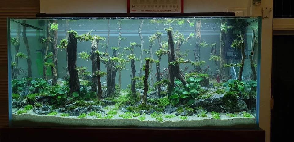 中国草缸,中国草缸造景图