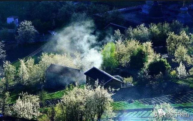 「微云山-知青故事50年」《云山松》（连载二）-文/王连方