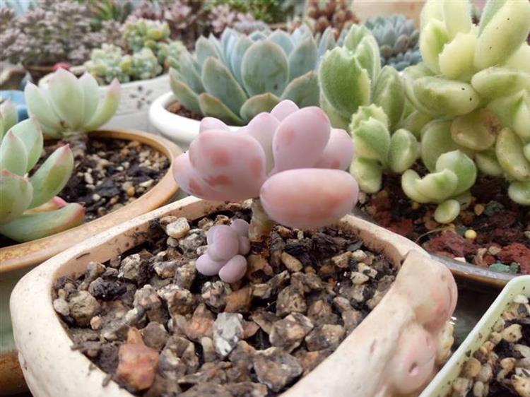 多肉怎么才能长出侧芽,多肉怎么才能爆出侧芽