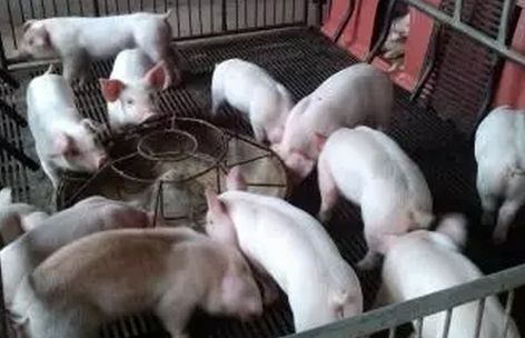 仔猪腹泻综合防治措施,治疗仔猪腹泻土方法