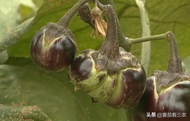 茄子僵果和畸形果是怎么造成的,茄子裂果是怎么回事该如何防治