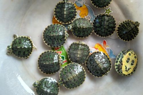 大量巴西龟,大量巴西龟最后到哪了