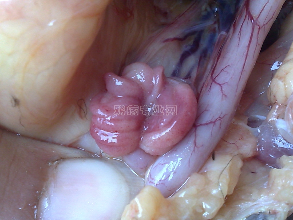 肉鸡腹水是什么症状,肉鸡腹水发生过程
