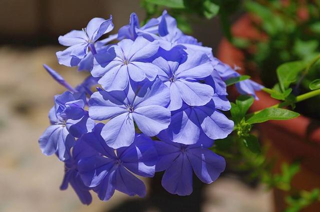 马上就是蓝雪花的花期了，想要它开花多，这几个养护技巧你要知道